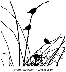 Silhouette. A group of four sparrows on the branches. Isolated vector drawing. Illustrator 10. Close-up. Isolated background.
