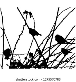 Silhouette. Group of sparrows on the branches. Isolated vector drawing. Illustrator 10. Close-up. Isolated background.