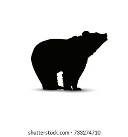 Silhouette of growling brown  bear.