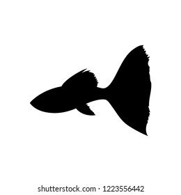 Silhouette Guppy Fish