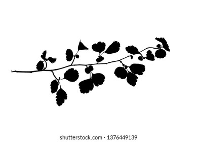 Silhouette of hawthorn twig isolated on white, vector illustration

     