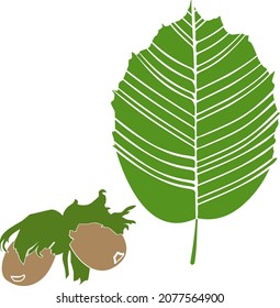 Silhouette of hazelnuts and green leaf isolated on white background