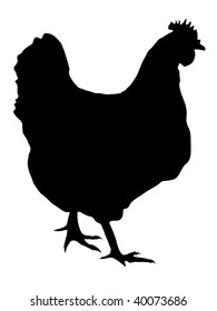 Silhouette Of Hen