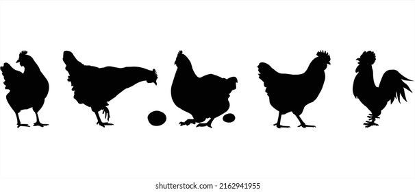 Silhouette of Hen Chicken vector, Illustration