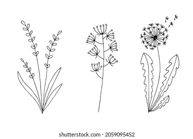 Silhouette of herbs and flowers. Dandelion.  Drawn plants in one line. Set vector stock illustration. Botanical elements for decoration, sketch. Doodle.