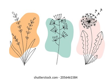 Silhouette of herbs and flowers. Dandelion. A set of flowers and colored spots in pastel colors. Drawn plants in one line. Set vector stock illustration. Botanical elements for decoration. Doodle.