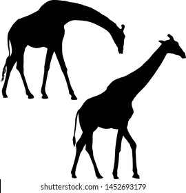 Silhouette of a high African giraffe on a white background