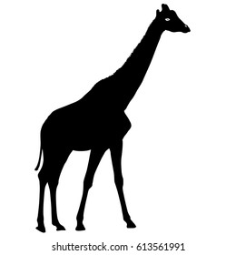Silhouette high African giraffe on a white background
