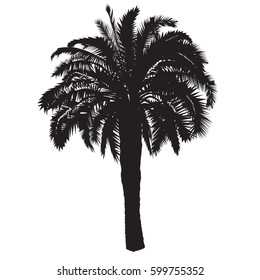 Silhouette of a high date palm tree with fruits on a white background