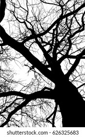 Silhouette of high tree with many branches isolated on white, view from below to above