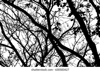 Silhouette of high tree with many branches isolated on white, view from below to above.