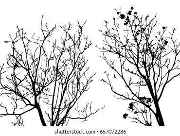 Silhouette of high tree with many branches isolated on white, view from below to above.