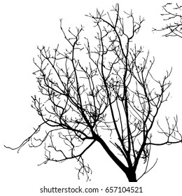 Silhouette of high tree with many branches isolated on white, view from below to above.