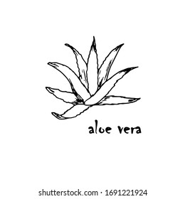 Silhouette of the home plant aloe Vera, medicinal medicine.Graphic drawing, vector.