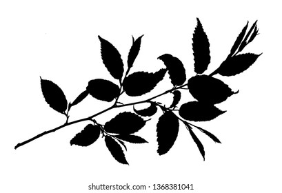 Silhouette of hornbeam twig with toothed leaves isolated on white, vector illustration 
