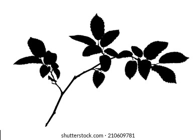 Silhouette of hornbeam twig with toothed leaves     