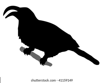 silhouette of hornbill