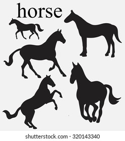 the silhouette of a horse