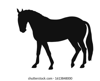 Silhouette of a horse breed lusitano side view