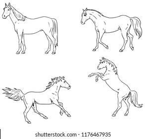 silhouette horse line