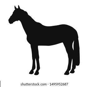 Silhouette of a horse standing still not moving watching 