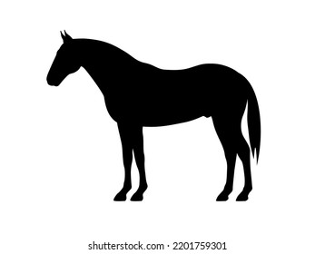 Silhouette of a horse. Vector illustration of black horse silhouette sign isolated on white. Logo icon side view, profile.