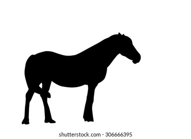 Silhouette Horse. Vector Illustration. EPS10