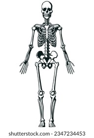 Gráfico de estructura de esqueleto anatómico humano de silueta