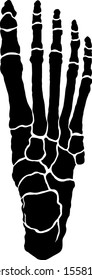 Silhouette of a human feet skeleton. Vector illustration. 