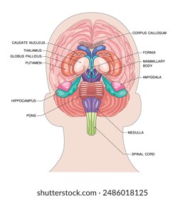 Silhouette of a Human head with brain vector consisting of important parts of the human brain.  Human brain vector illustration