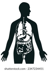 Silhouette Human Internal Organs Inside Body