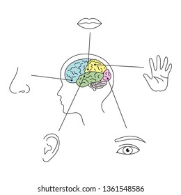 Silhouette of the human senses and brain on a white background. Vector illustration.