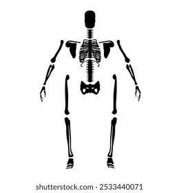 Silhouette of a human skeleton disassembled into bones isolated on a white background. Front view. Vector illustration.