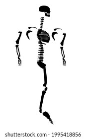 Silhouette of a human skeleton divided to the sides. Side view. Vector illustration