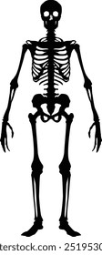 silhouette human skeleton on transparent background	