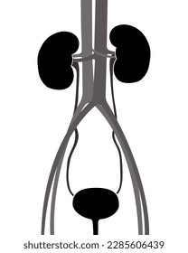 Silhouette of the human urinary system. Black gray colors. 