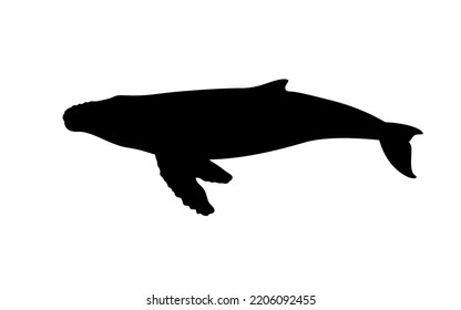 Silhouette of a humpback whale. Vector illustration of black silhouette humpback whale isolated on white. Logo icon, side view.