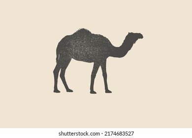 Silhouette of a humped camel is drawn with a stamp effect. Animal. Vintage emblem. Design element for shop, market, packaging, labels, and logo. Vector illustration. 