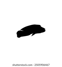 Silhouette of the The Humphead wrasse (Cheilinus undulatus), also known as the Māori wrasse, Napoleon wrasse, Napoleon fish. Flat Style, can use for Logo Gram, Animal Illustration, Pictogram, ect