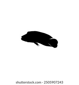 Silhouette of the The Humphead wrasse (Cheilinus undulatus), also known as the Māori wrasse, Napoleon wrasse, Napoleon fish. Flat Style, can use for Logo Gram, Animal Illustration, Pictogram, ect