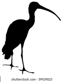 silhouette of ibis