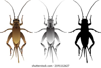 Silhouette icon of cricket insect, isolated against white. Vector illustration.