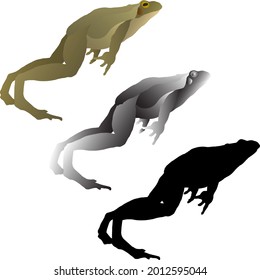 Icono de silueta de saltar rana toro. Ilustración vectorial.