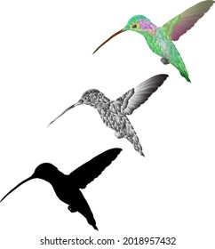 Icono de silueta del colibrí que se cierne sobre el aire. Ilustración vectorial.