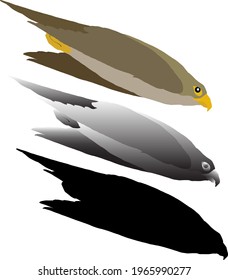 Silhouette icon of  peregrine falcon diving downwards. Vector illustration.