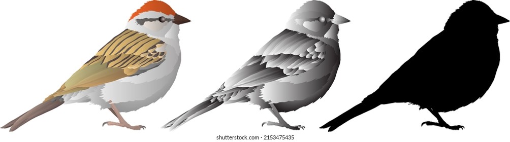 Silhouette icon of sparrow bird perched sideway, isolated against white. Vector illustration.