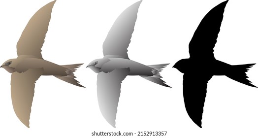 Silhouette icon of swift bird flying with open wings, isolated against white. Vector illustration.