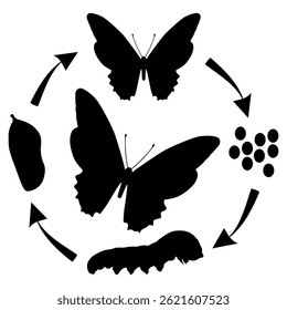 Silhouette illustration of butterfly metamorphosis from egg to adult butterfly.