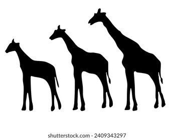 Silhouette Illustration der Evolution der Lebewesen "GIRAFFE"