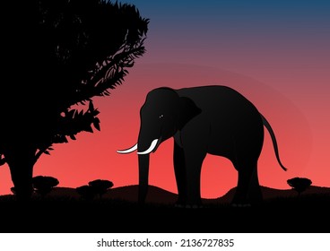 silhouette image Black elephant walking at the with mountain and sunset background Evening light vector Illustration